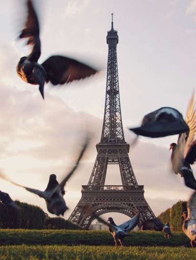 Pigeons flying near Eiffel Tower at sunset.