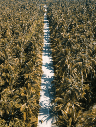 Scenic palm tree road aerial view in tropical forest.